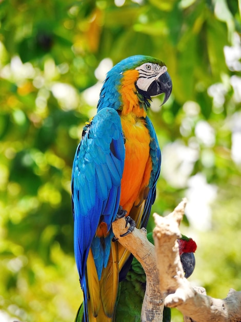 Loro guacamayo azul y amarillo