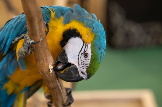 Loro guacamayo colorido animal en un tronco