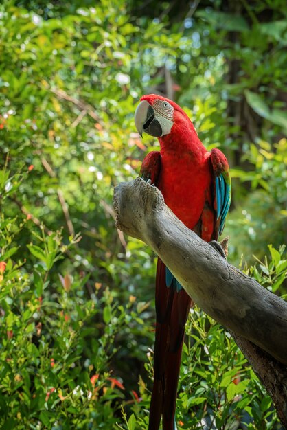 Loro guacamayo colorido en la rama de un árbol