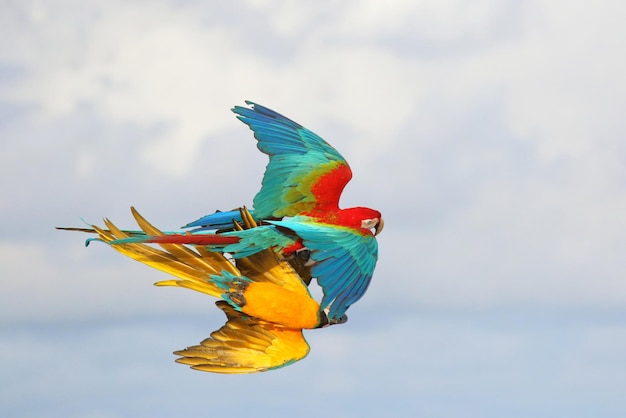 Loro guacamayo colorido volando en el cielo.