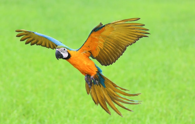 Loro guacamayo colorido volando sobre los campos de arroz.