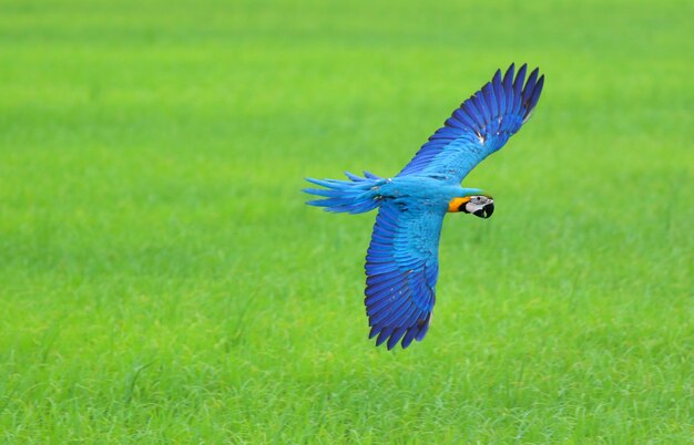 Loro guacamayo colorido volando sobre los campos de arroz.