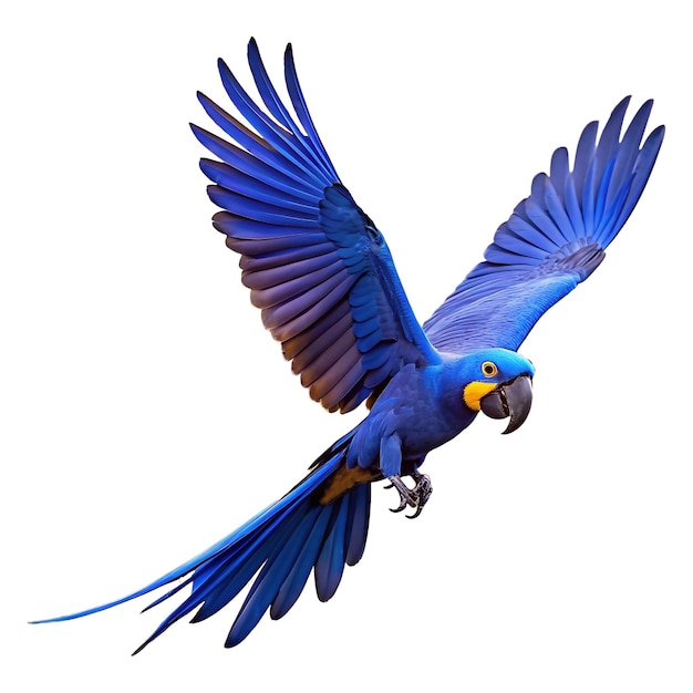 Un loro guacamayo está volando con fondo blanco