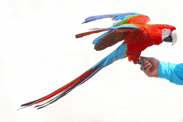 Loro guacamayo grande sentado en la mano del hombre