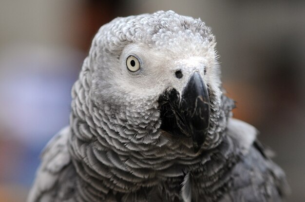 Loro Guacamayo Loros Pájaro