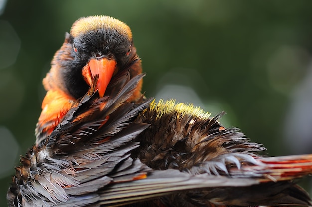 Loro Guacamayo Loros Pájaro