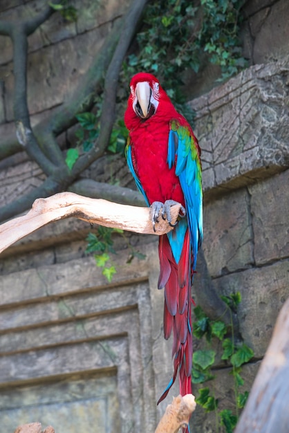 Loro guacamayo rojo adulto en una rama