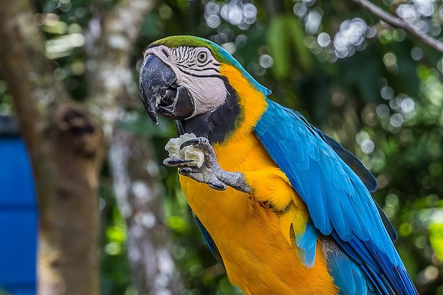 Foto un loro guacamayo sostiene un pedazo de pan en su pata con garras