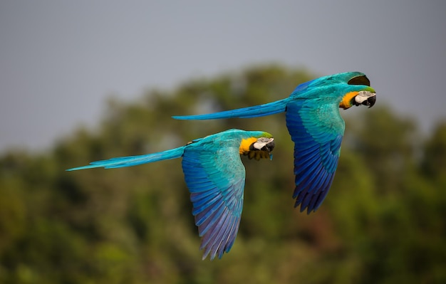 Loro guacamayo volando en el cielo