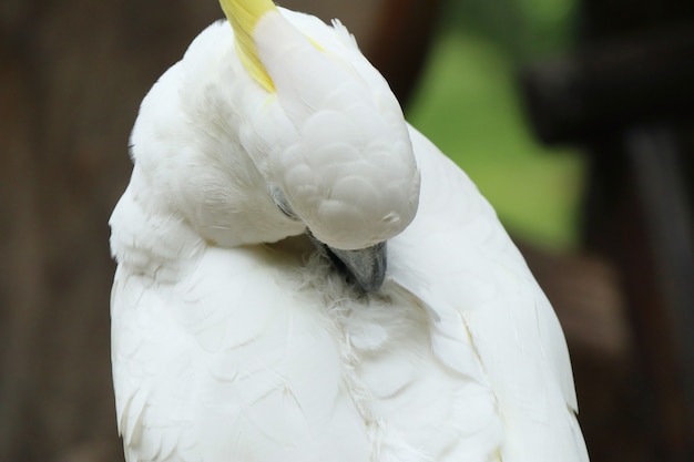 Loro guacamayo