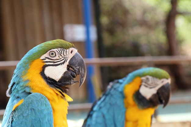 Foto loro guacamayo