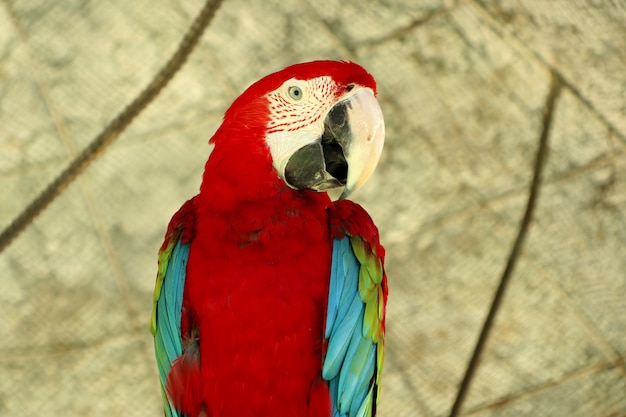 Loro guacamayo