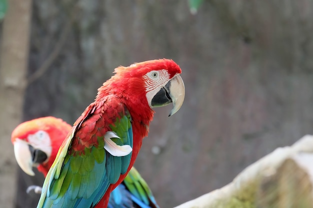 loro guacamayo