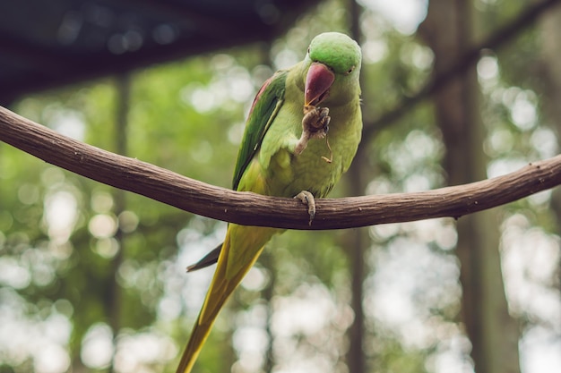 Loro hermoso grande sentado en la rama de un árbol