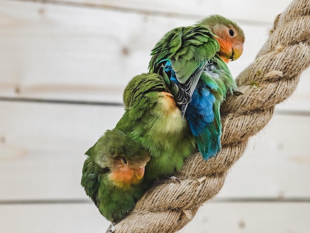 Loro lindo brillante sentado en una cuerda