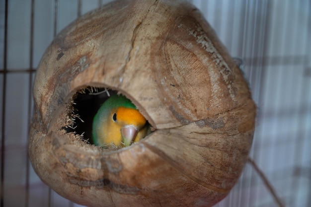 Loro Lovebird acostado en coco