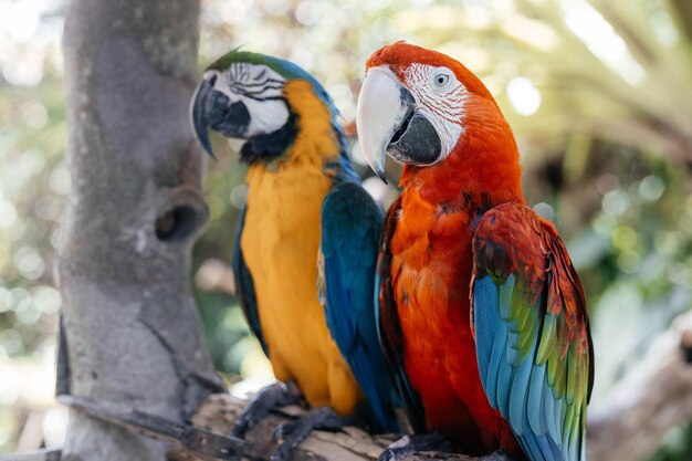 Foto loro macaw azul, amarillo y rojo sentado en un palo de madera