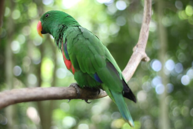 Foto un loro de maluku con el nombre científico eclectus roratus