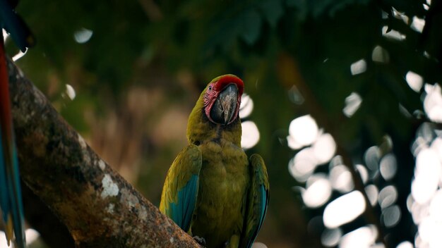 Foto el loro neotropical está sentado en una rama.