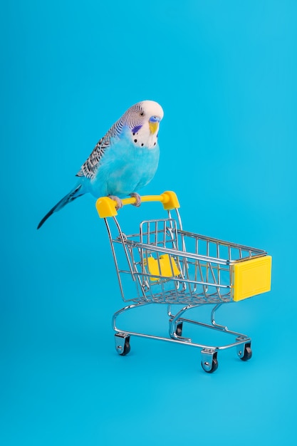 Loro ondulado azul en mini carrito de compras