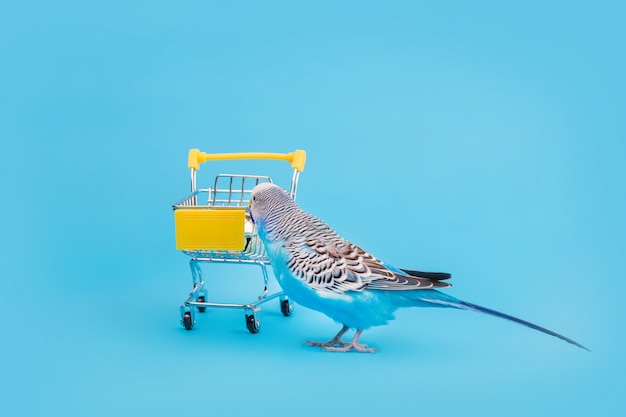 Loro ondulado azul en mini carrito de compras