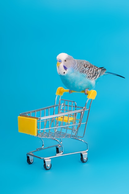 Loro ondulado azul en mini carrito de compras