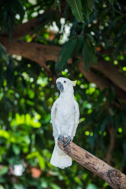 Loro, pájaro encantador, animal y mascota en el jardín.