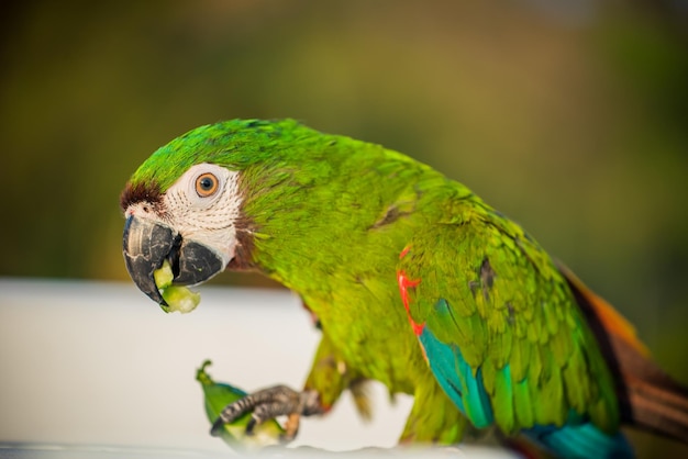 Loro, pájaro encantador, animal y mascota en el parque natural