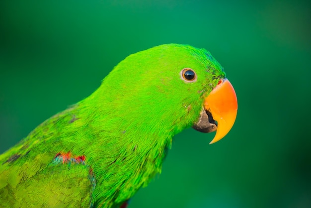 Loro, pájaro encantador, animal y mascota en el parque natural