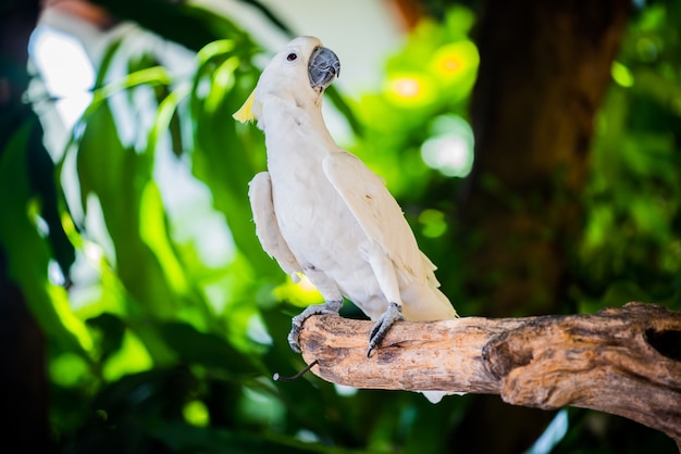 Loro, pájaro encantador, animal y mascota