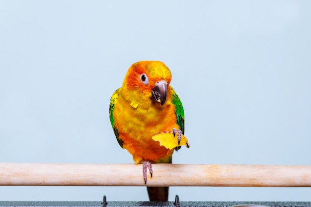 Loro perico sol comiendo con la naturaleza