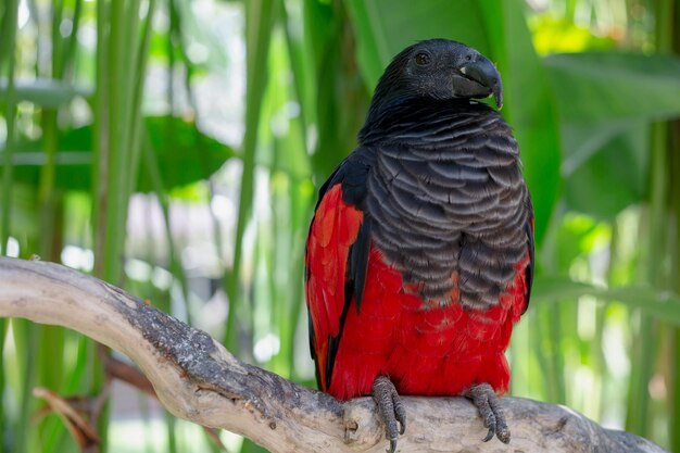 Loro de Pesquet o loro vulturino raro pájaro rojo con cabeza negra