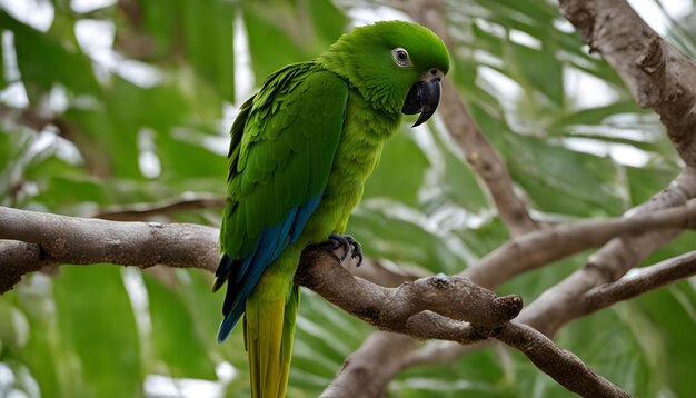 Foto un loro está posado en una rama con una cola verde y azul