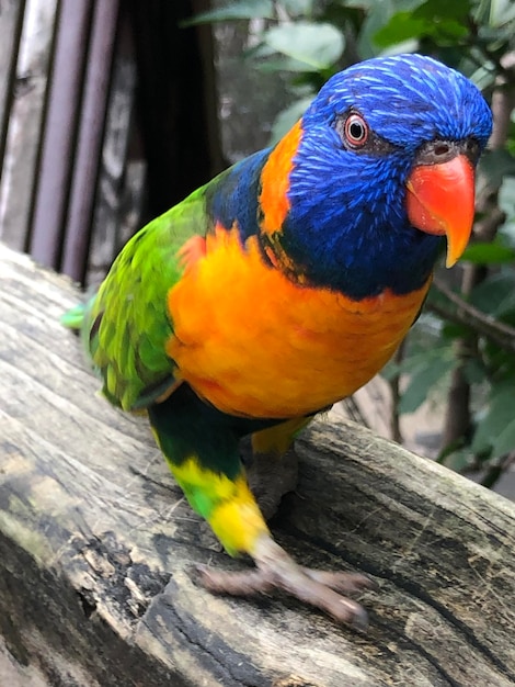 Foto el loro que camina