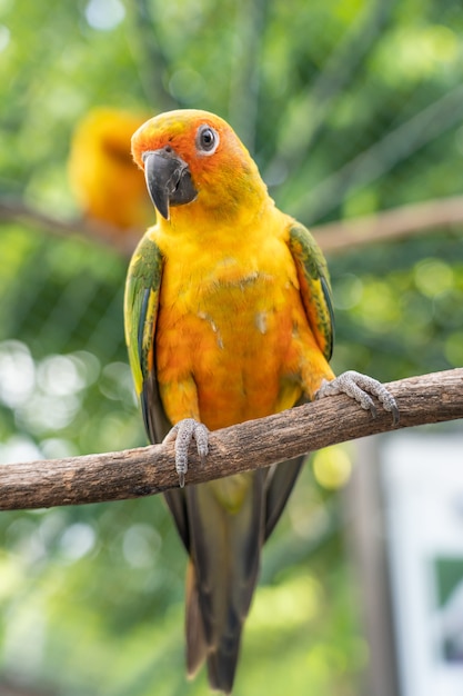 Loro en rama de árbol.