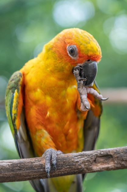 Loro en rama de árbol.