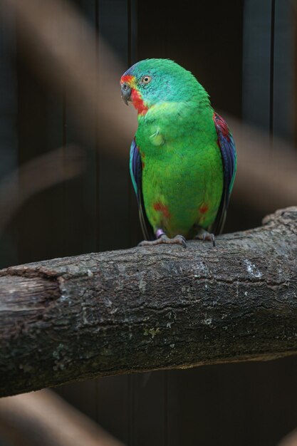 El loro rápido