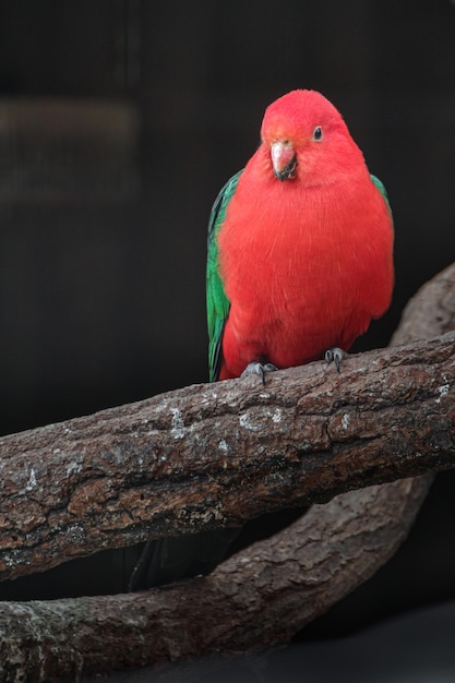 loro rey australiano