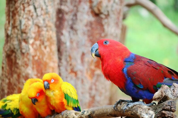 El loro rojo y azul sentado y mirando en una percha de madera con pequeños loros naranjas durmiendo