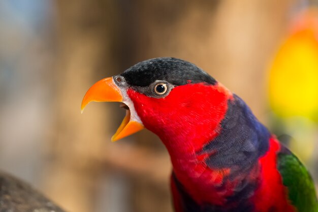 Loro rojo muestra la voz en el parque