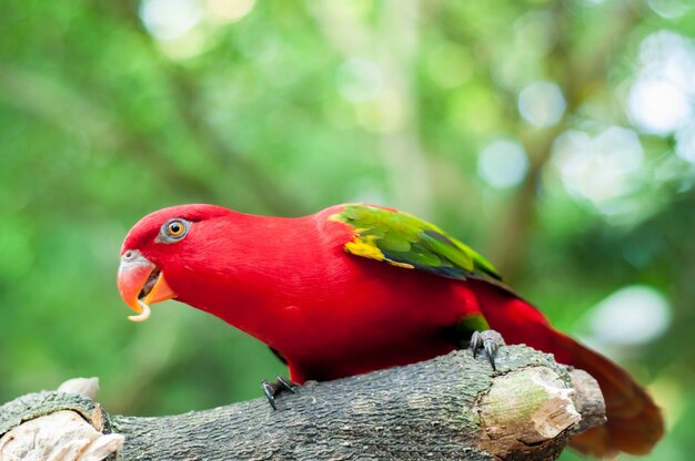 loro rojo