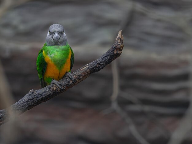 El loro del Senegal