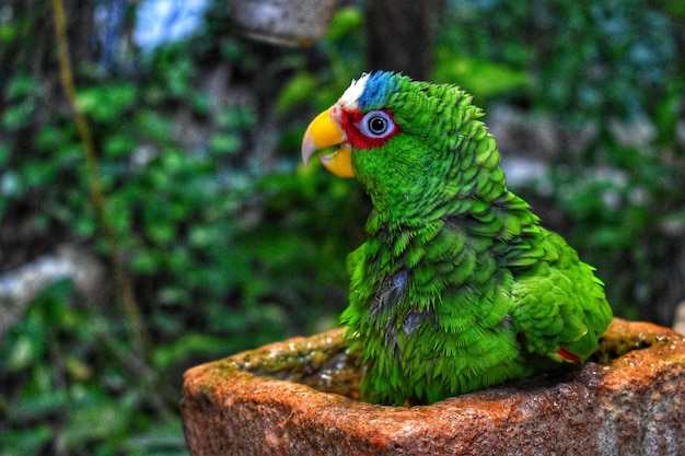 Foto el loro tomando un baño