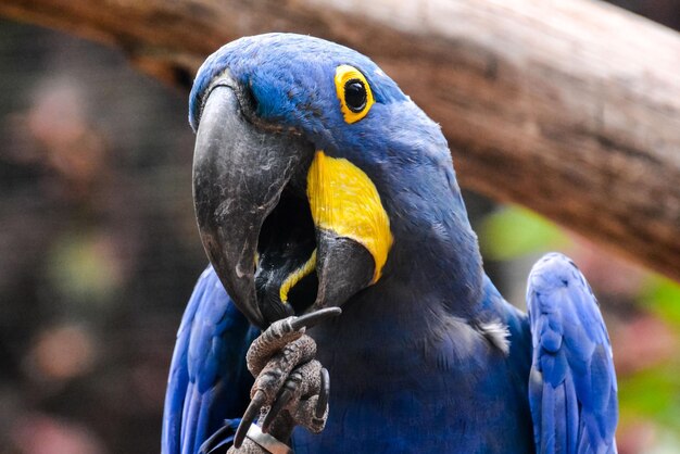 El loro tropical de colores