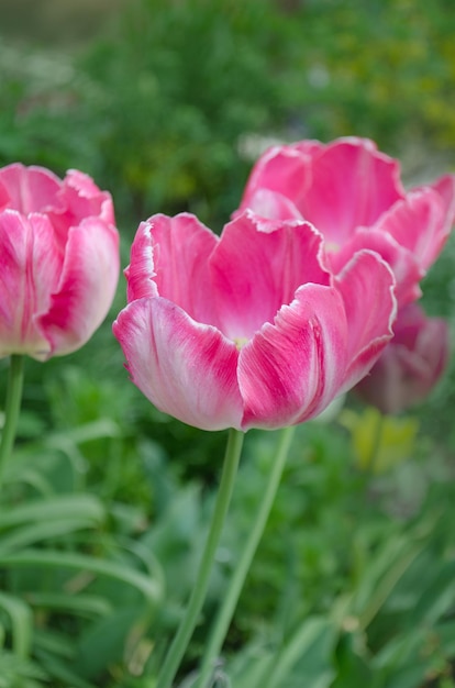 Loro de tulipán rosa Flor de tulipán de loro rosa en el jardín