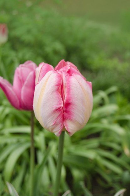 Loro tulipán rosa loro tulipán cerrar