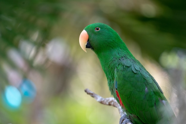 Loro verde colgar y pararse en la rama en el bosque bokeh desenfoque de fondo.