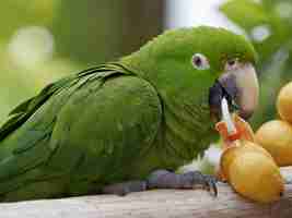 Foto un loro verde comiendo una pieza de fruta de un árbol