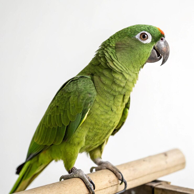 Foto loro verde (estados unidos)