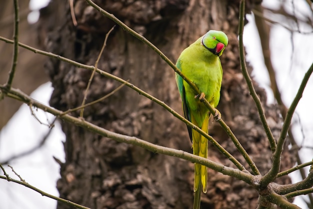 Loro verde grande en una rama